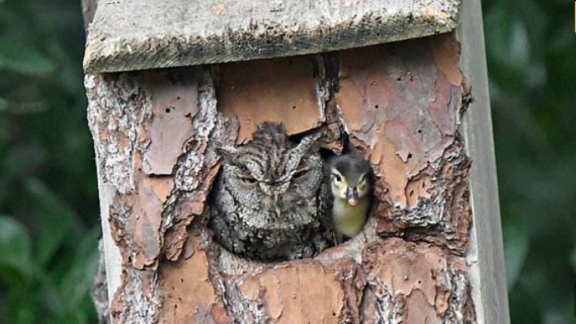 κουκουβάγια-υιοθέτησε-παπάκι-επειδή-618611