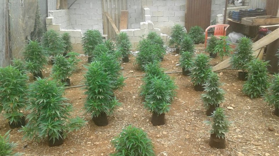 κορινθία-βρέθηκε-φυτεία-με-1-200-δενδρύλλ-627514