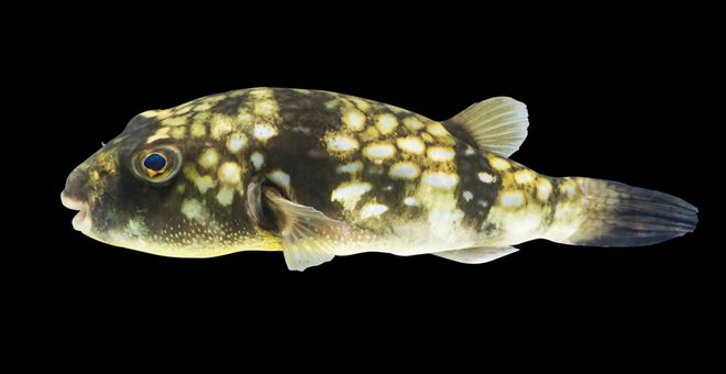 αιγαίο-προσπάθειες-μείωσης-του-πληθυ-639175