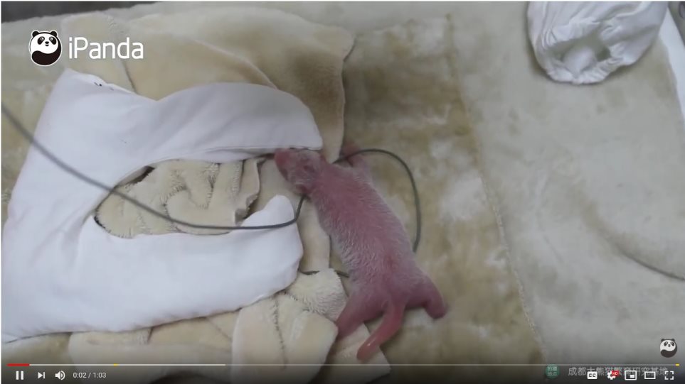 γεννήθηκε-το-πρώτο-μωρό-πάντα-της-χρον-638402