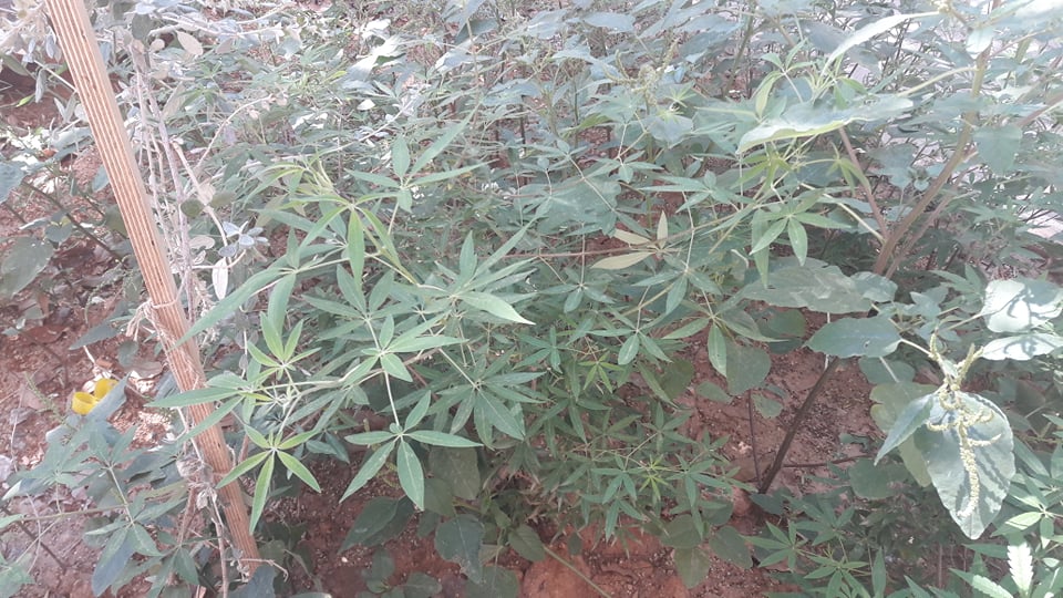 χασισόδεντρα-φύτρωσαν-σε-παρτέρι-σ-644634