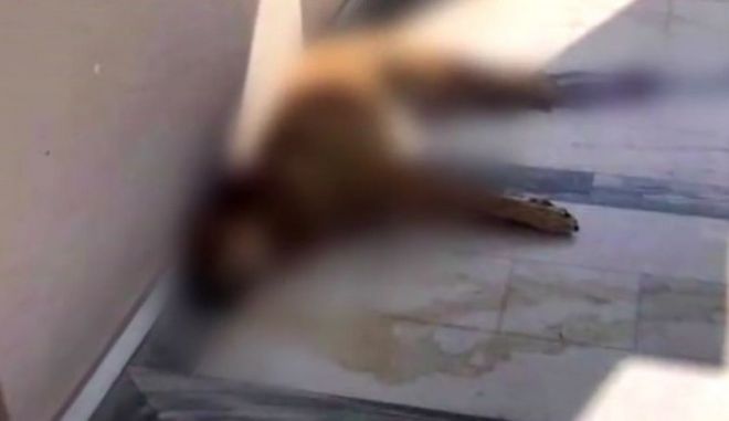 πειραιάς-δηλητηρίασαν-τον-κανέλλο-το-640040