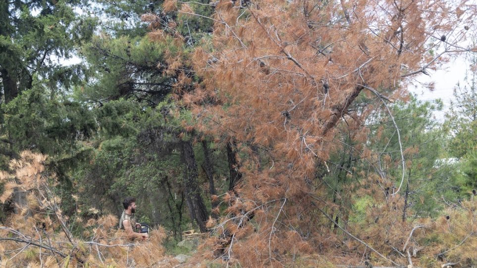 θεσσαλονίκη-άγνωστοι-έλυσαν-10-άλογα-κα-645729