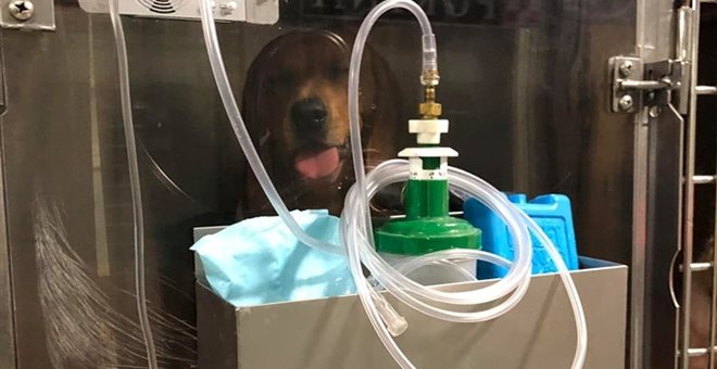 πειραιάς-βρήκαν-το-σκύλο-τους-πυροβολ-657462