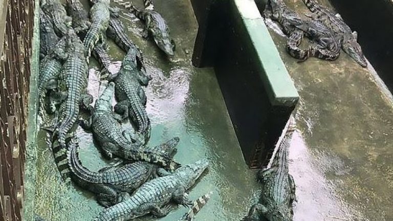 κοριτσάκι-2-ετών-ξέφυγε-από-την-μητέρα-τ-649840