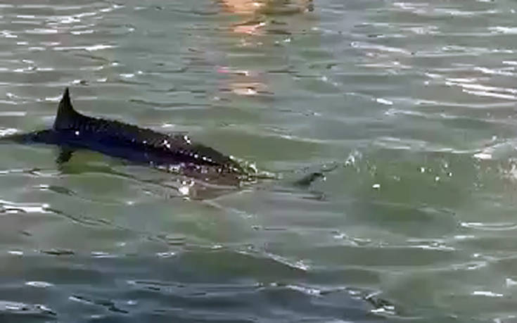 ξιφίας-βγήκε-στα-ρηχά-στη-χαλκίδα-βίντ-654803