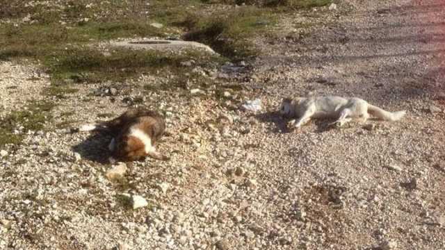 καταγγελία-για-δηλητηρίαση-σκυλιών-σ-667532