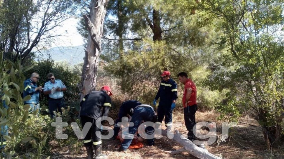 εύβοια-κορμός-ευκαλύπτου-καταπλάκωσ-684021
