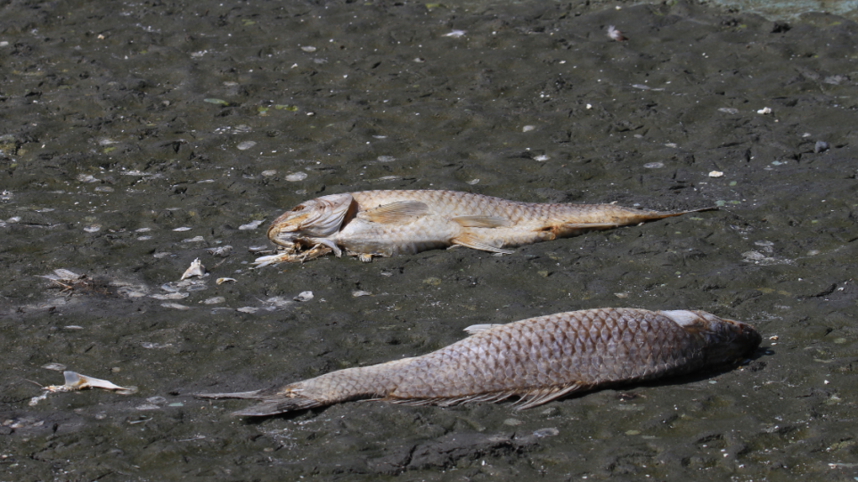 θεσπρωτία-νεκρά-από-το-κρύο-370-000-ψάρια-φω-680110
