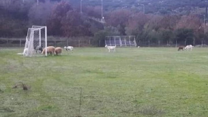 ηγουμενίτσα-πρόβατα-έφαγαν-χλοοτάπη-715865