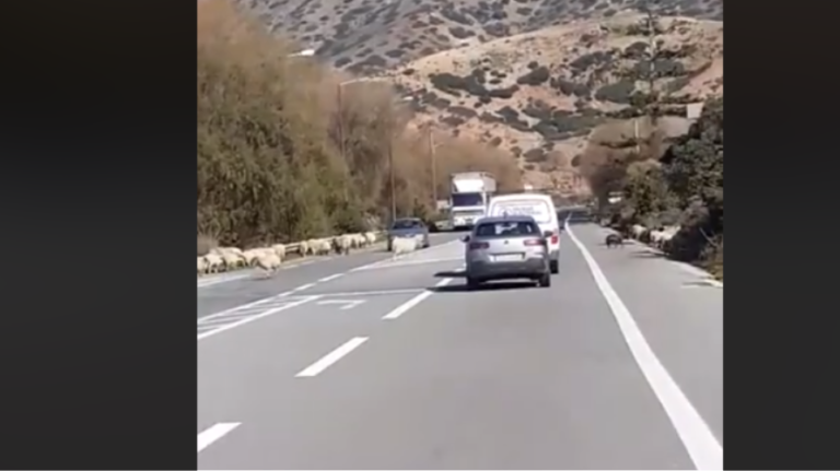 κρήτη-τα-πρόβατα-μπλόκαραν-την-εθνι-726803