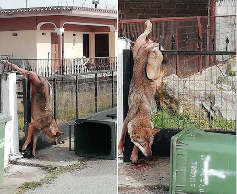 αρκτούρος-έσωσε-λύκο-που-κρεμάστηκ-737720