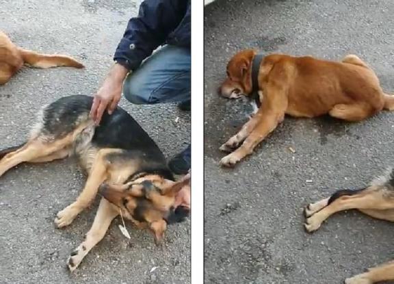 απόλυτη-φρίκη-θανάτωσαν-σκυλιά-για-να-757428