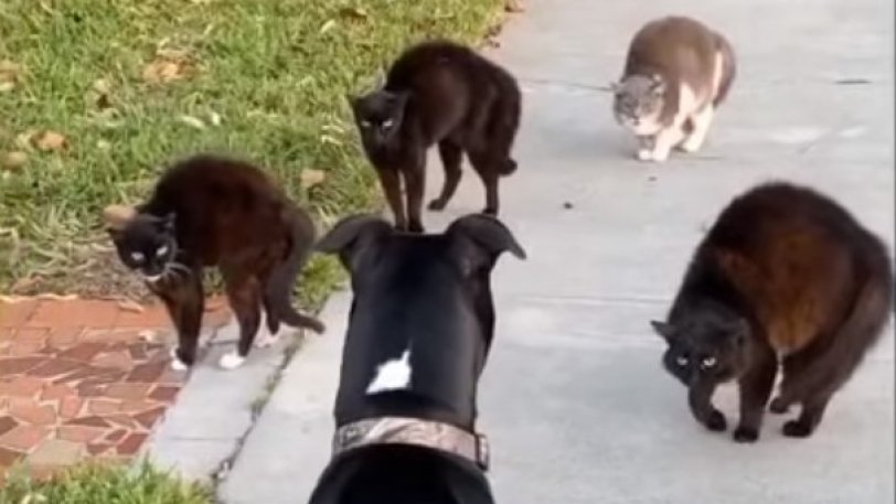 viral-πέσιμο-γατοσυμμoρίας-σε-σκύλο-που-β-775913