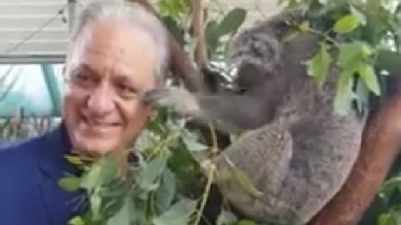 viral-κοάλα-χαστούκισε-κύπριο-βουλευτή-810557