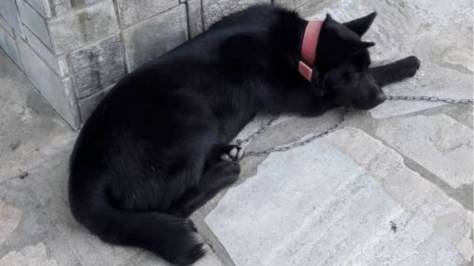 πιερία-βίασαν-σκύλο-στην-παραλία-παντ-852851