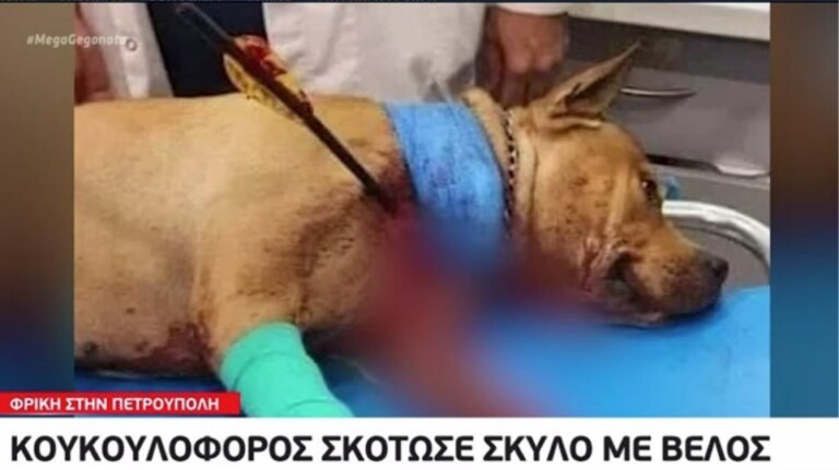 τοξοβόλος-ξαναχτύπησε-στον-βόλο-προ-871771