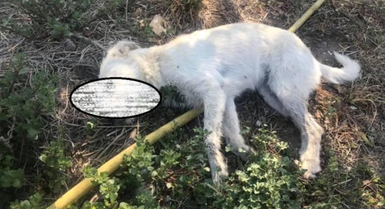 αχαΐα-έριξαν-φόλες-σε-κεντρική-πλατεί-890266