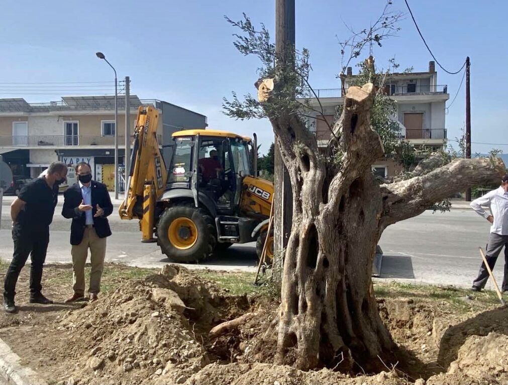 υπεραιωνόβια-ελιά-400-ετών-μεταφυτεύτηκ-907242