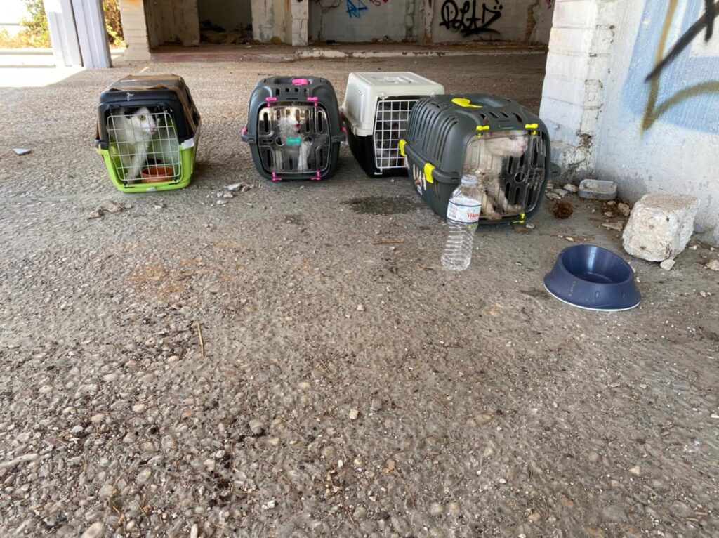 190-αδεσποτα-από-τον-κάλαμο-μεταφέρονται-930417