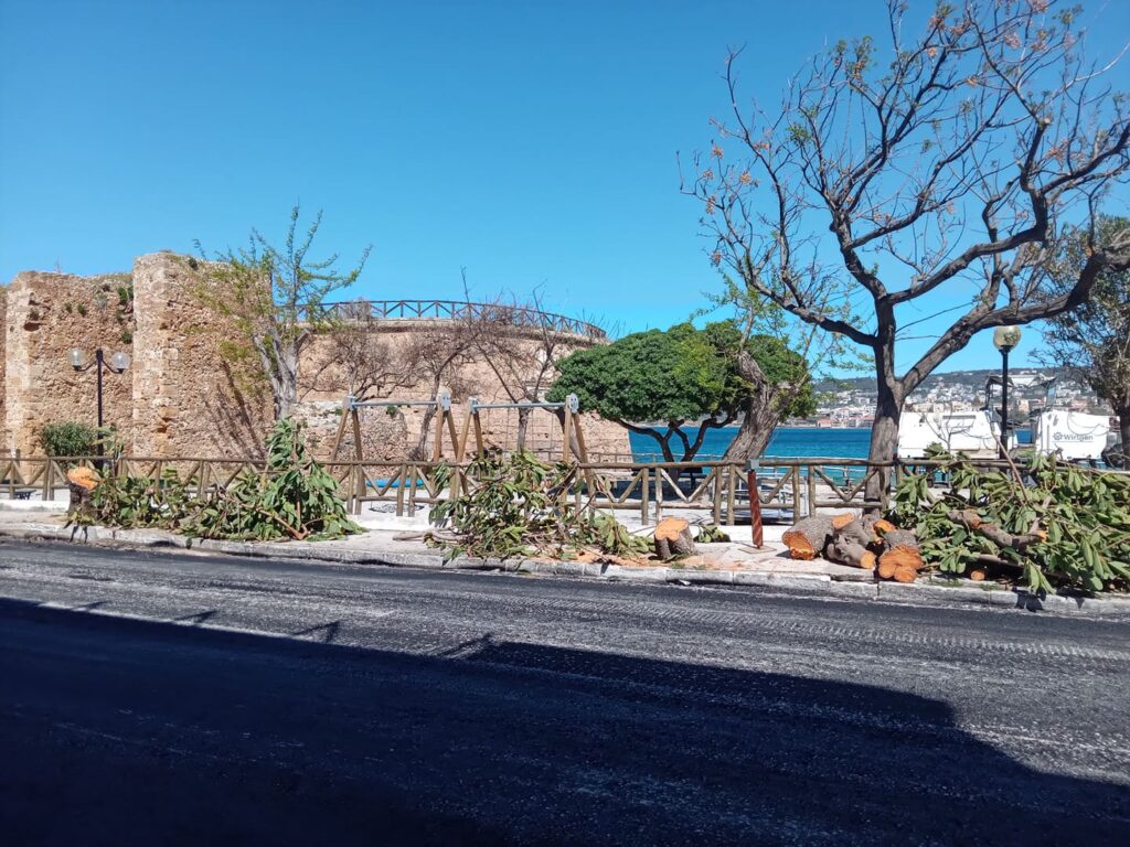 καταγγελία-ο-δήμος-χανίων-έκοψε-δέντρ-1010414