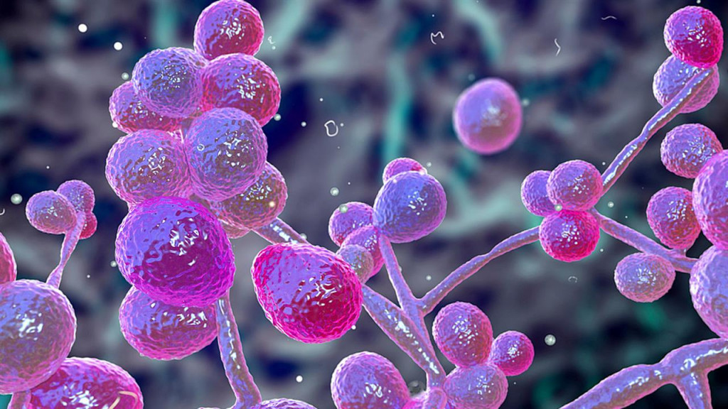 candida-auris-τον-νίκησε-70χρονος-στο-στο-ρέθυμνο-1021262
