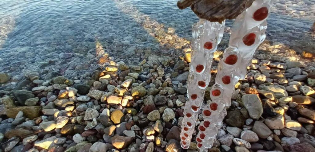 πάτρα-παράξενη-μέδουσα-ανασύρθηκε-απ-1051238