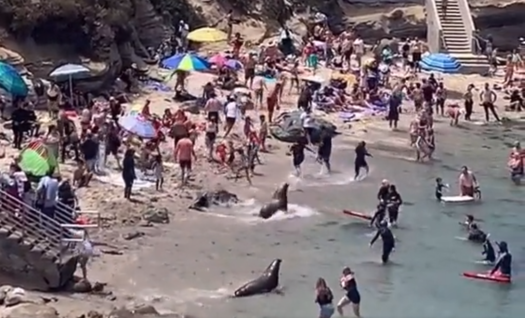 θαλάσσια-λιοντάρια-κυνηγούν-λουόμ-1045457