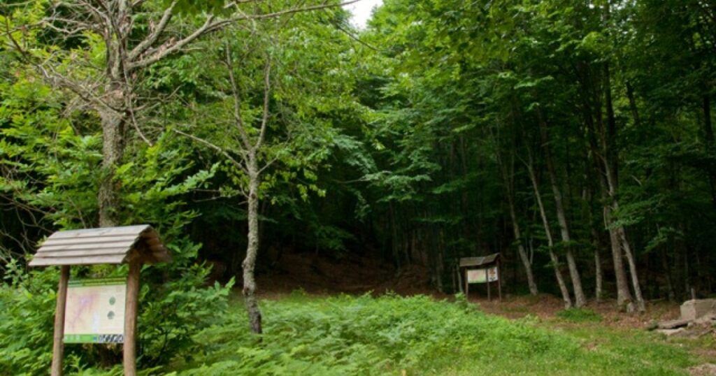 νέοι-κανόνες-κατά-της-αποψίλωσης-των-δ-1045967