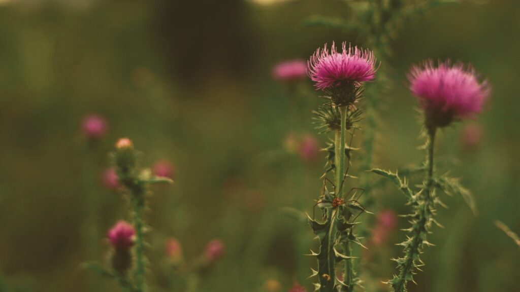 αυτό-το-βότανο-καθαρίζει-το-συκώτι-1069357