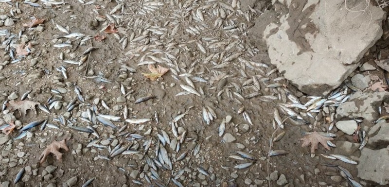 οικολογική-καταστροφή-και-στο-λούρο-π-1093413