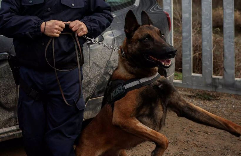 θεσσαλονίκη-σκύλος-της-αστυνομίας-ξ-1130978