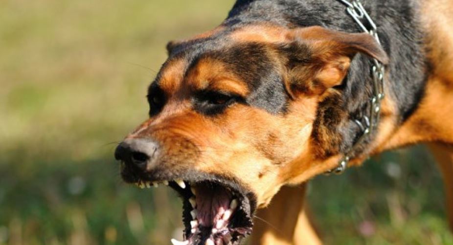 αμαλιάδα-στο-νοσοκομείο-77χρονος-μετά-α-1147084