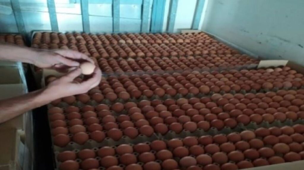 σδοε-κατάσχεσε-300-000-αυγά-από-τη-βουλγαρία-1162256