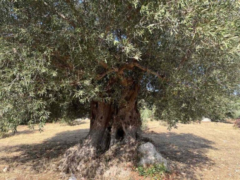 εργάτες-από-όλη-την-ελλάδα-στην-κρήτη-γ-1203664