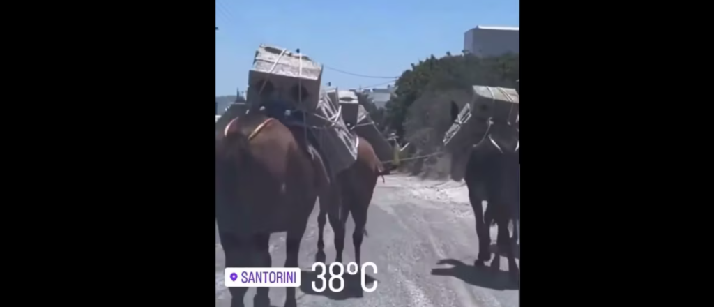 σαντορίνη-μουλάρια-κουβαλούν-τσιμεν-1209667