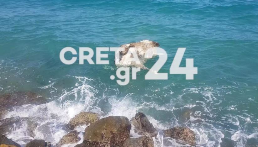 σοκ-αγελάδα-εντοπίστηκε-νεκρή-στη-θάλ-1224527