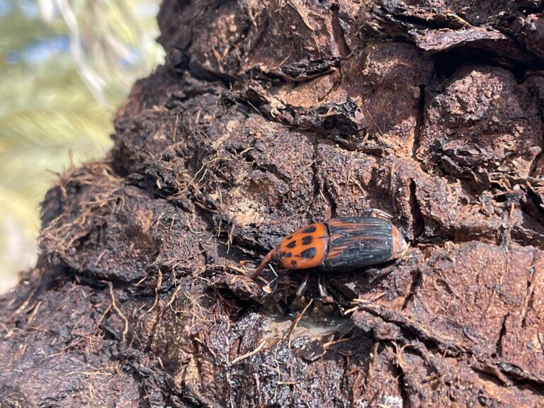 σκαθάρι-απειλεί-το-μοναδικό-φοινικόδ-1296355