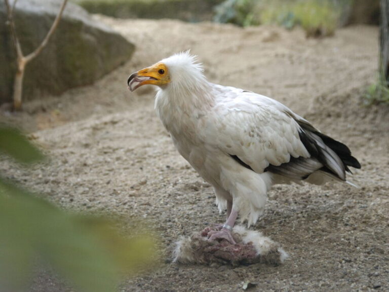 κύκλωμα-χρησιμοποιούσε-απειλούμενα-1295594