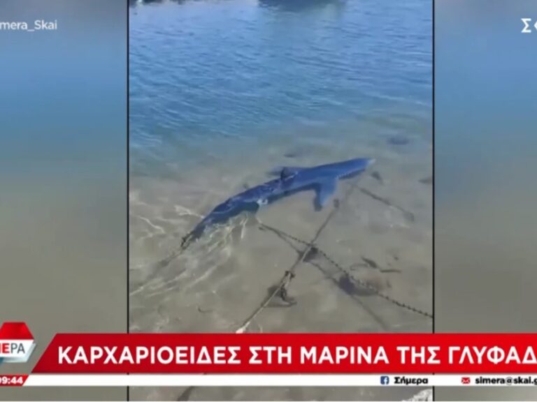 σοκ-καρχαρίας-βγήκε-στα-ρηχά-στη-μαρίν-1342987
