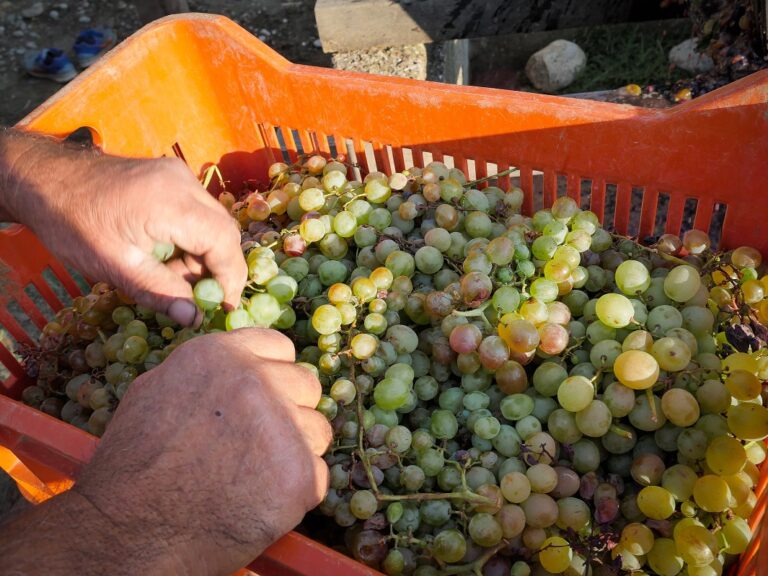 κρήτη-ο-καύσωνας-διέλυσε-τα-αμπέλια-1355694