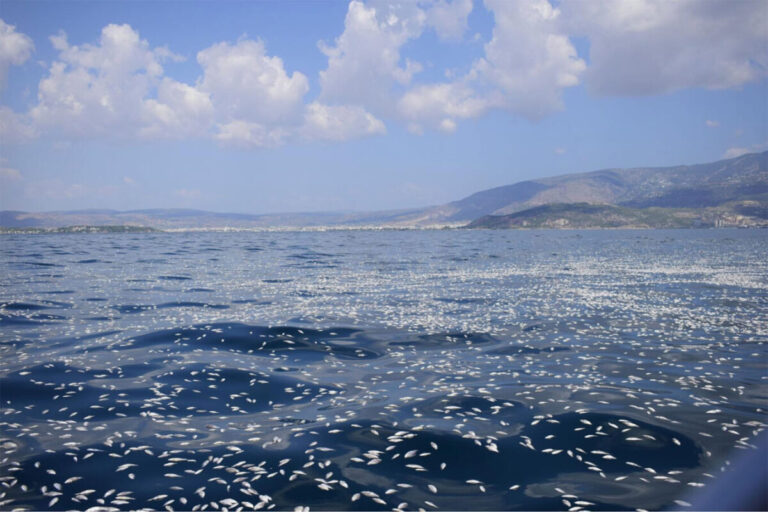 παγασητικός-μαζεύτηκαν-περισσότερο-1376570