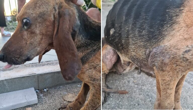 κρέστενα-ελβετοί-τουρίστες-βρήκαν-τυ-1381536