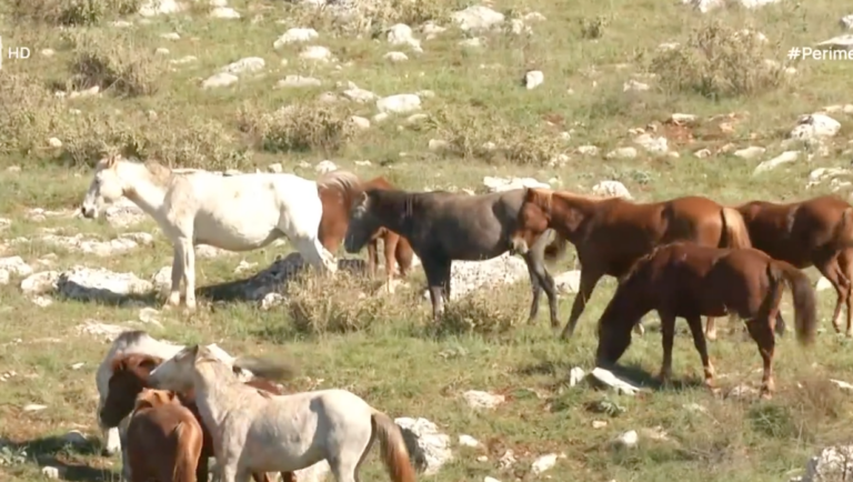 η-σπάνια-φυλή-των-άγριων-αλόγων-της-ηπε-1394295