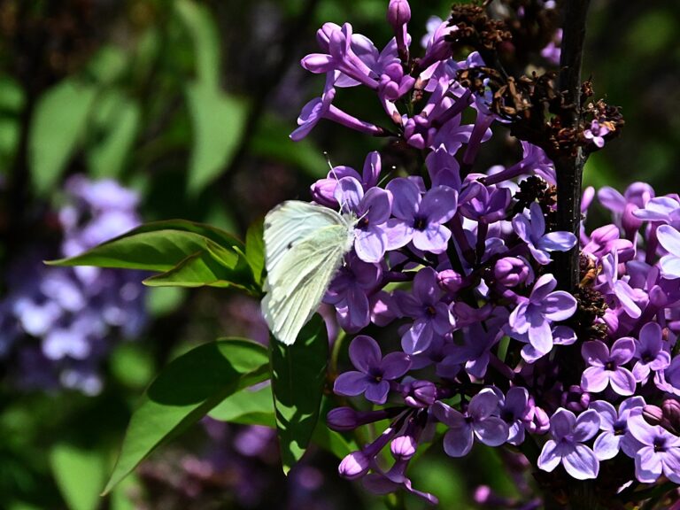 καιρός-άνοδος-θερμοκρασίας-το-σαββατ-1448154