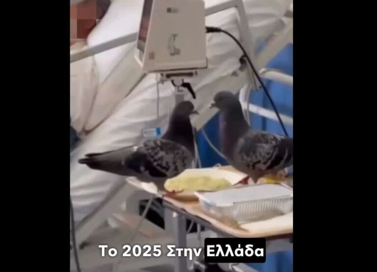 περιστέρια-τρώνε-από-δίσκο-ασθενή-απ-1454839