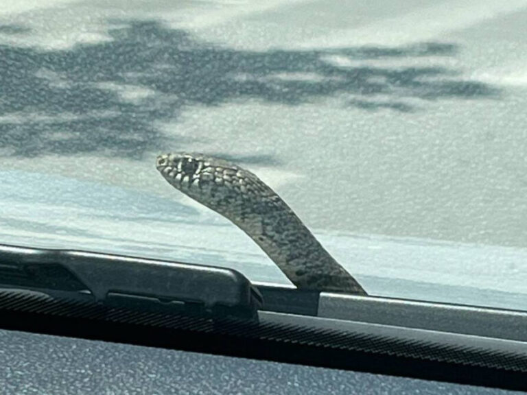 βόλος-σοκ-για-οδηγό-φίδι-ξεπρόβαλε-1461561