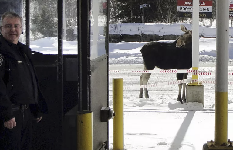 η-σουηδική-αστυνομία-σκότωσε-μια-άλκη-1470067