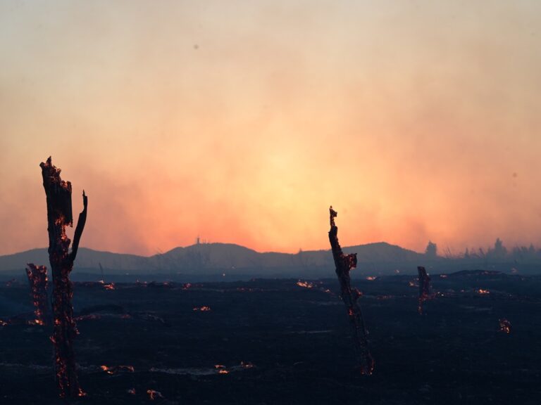 υμηττός-από-αδήλωτα-μελίσσια-η-καταστ-1478456