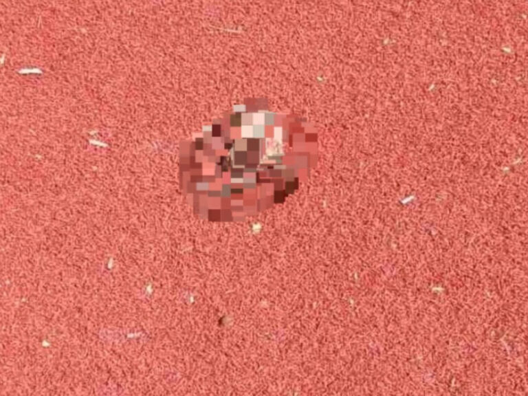 διαμελισμένα-γατάκια-σε-παιδική-χαρά-8-1477022